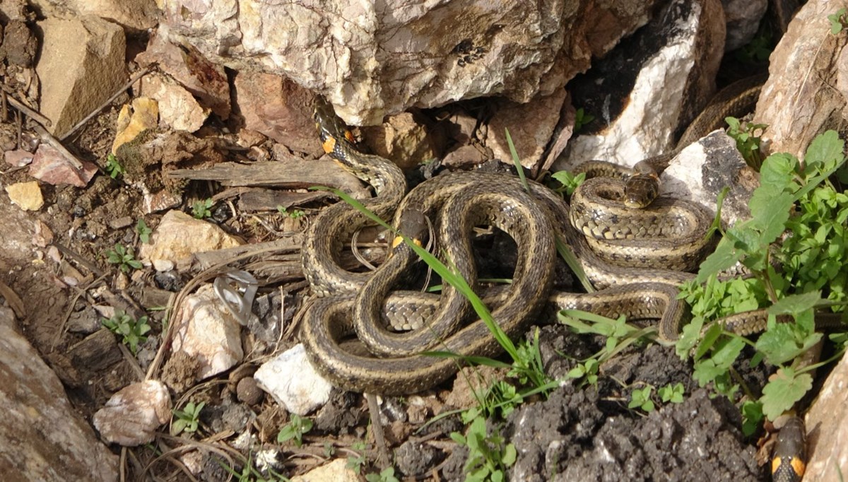 Yüksekova’da sürü halindeki yılanlar Brezilya’nın ‘Yılan Adası’nı andırıyor