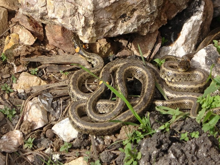 hakkari haberleri son dakika hakkari