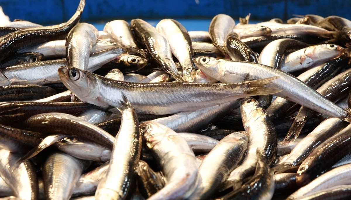 Hamsi avcılığı dibe vurdu, fiyatı 6 kat arttı