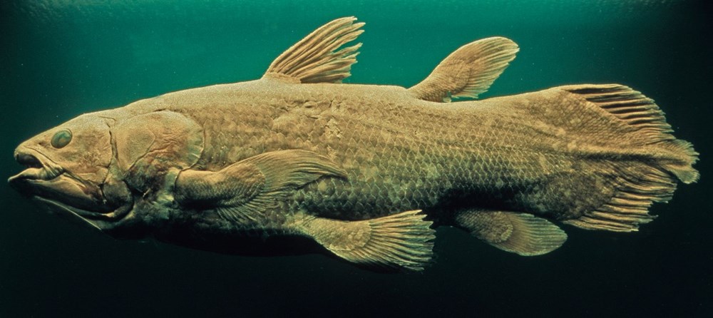 Yeni keşif: 'Yaşayan fosil' balık 100 yıl yaşıyor, hamileliği 5 yıl sürüyor - 8