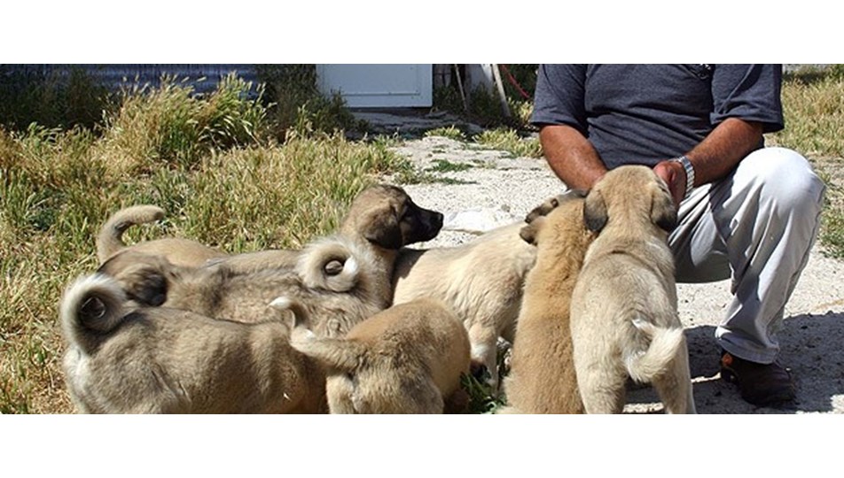 Kangal köpeği yavrusu alacaklara "4 ay" uyarısı Magazin Haberleri NTV
