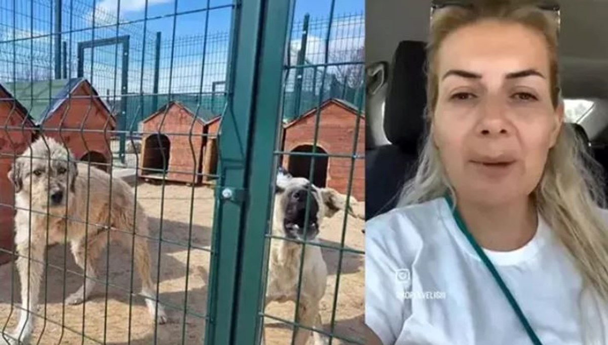 Buket Özgünlü kimdir? Köpekvelisi hesabının sahibi Buket Özgünlü neden tutuklandı?