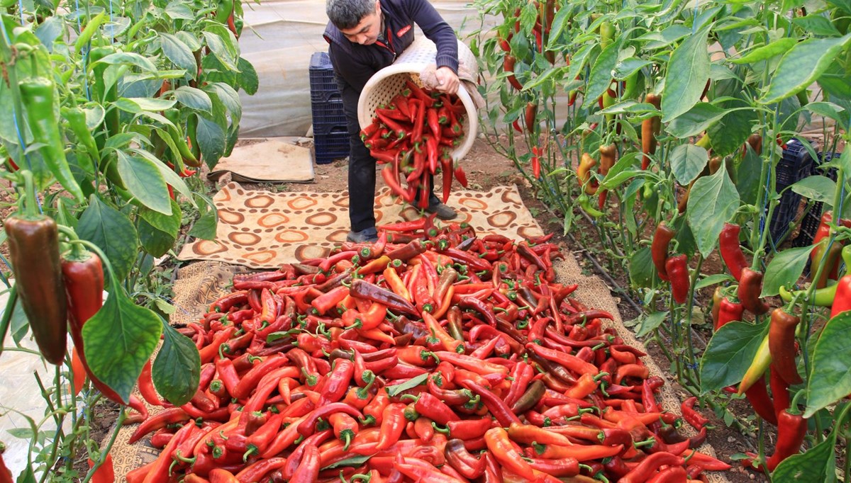 Mersin'de örtü altı kırmızı biber hasadı başladı: Dalında 12 lira