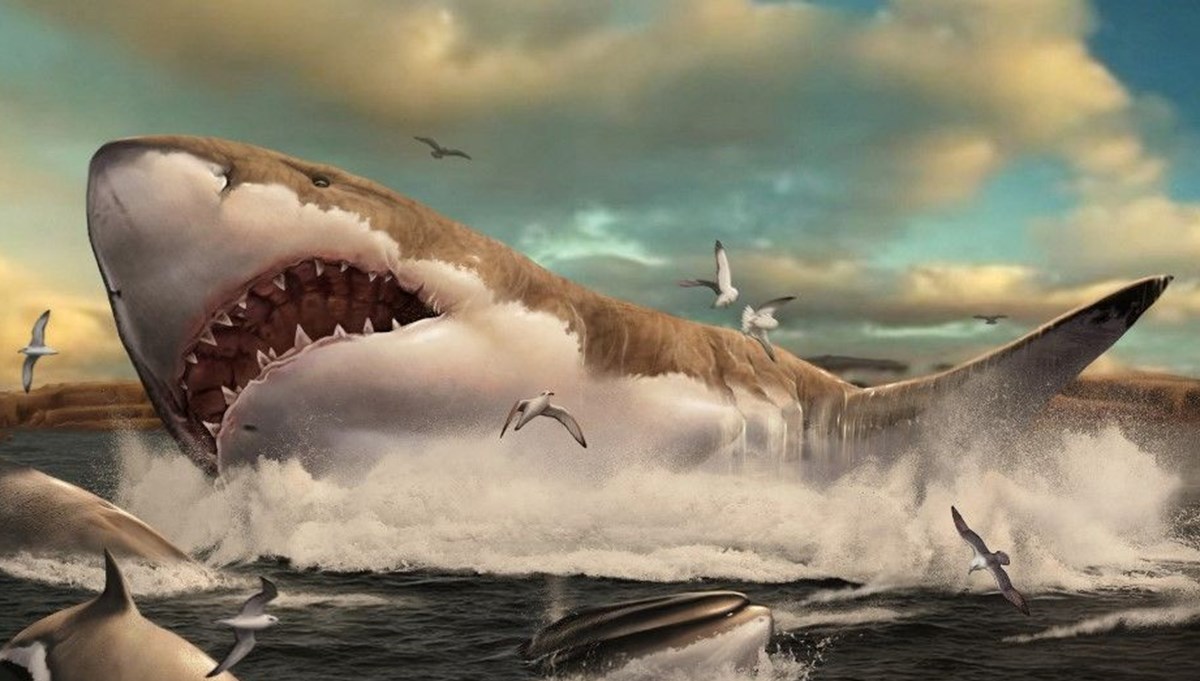 Megalodon zannedildiği kadar devasa değildi Megalodon zannedildiği kadar devasa değildi