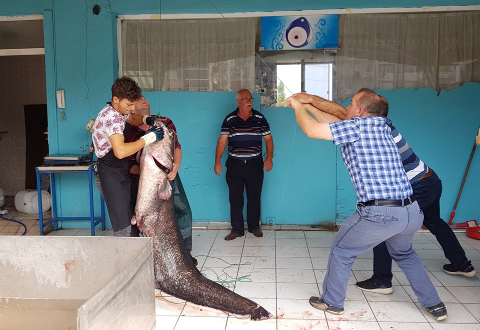 İznik Gölü'nde 2 metrelik yayın balığı yakalandı - 2