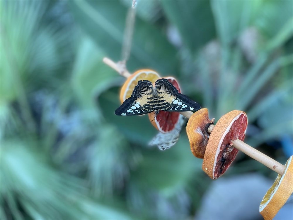 Dondurucu soğuklarda Tropikal Kelebek Bahçesi ziyaretçisinin içini ısıtıyor - 8