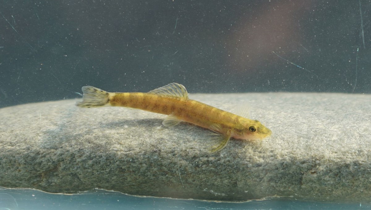 Nesli tükendi dendi, Batman’da ortaya çıktı