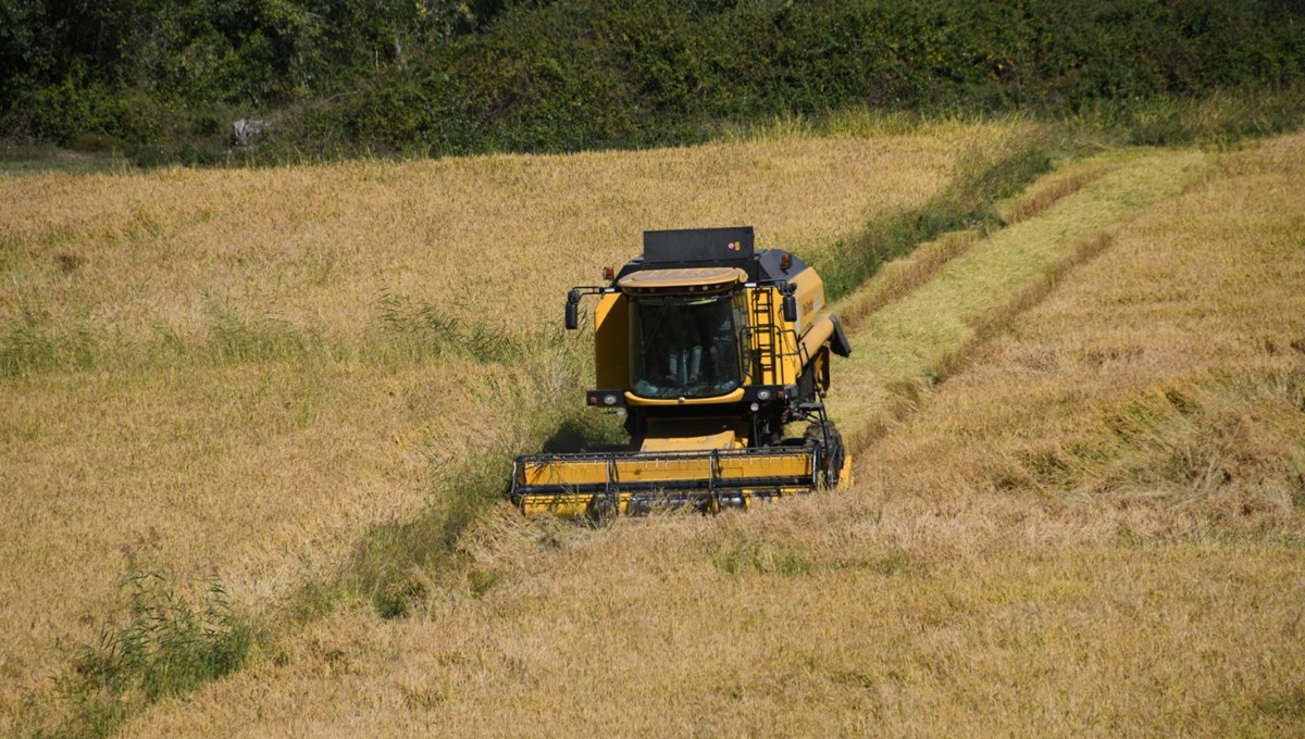 220 TL'den satılıyor: 10 bin dekar alana ekilmişti, hasat başladı