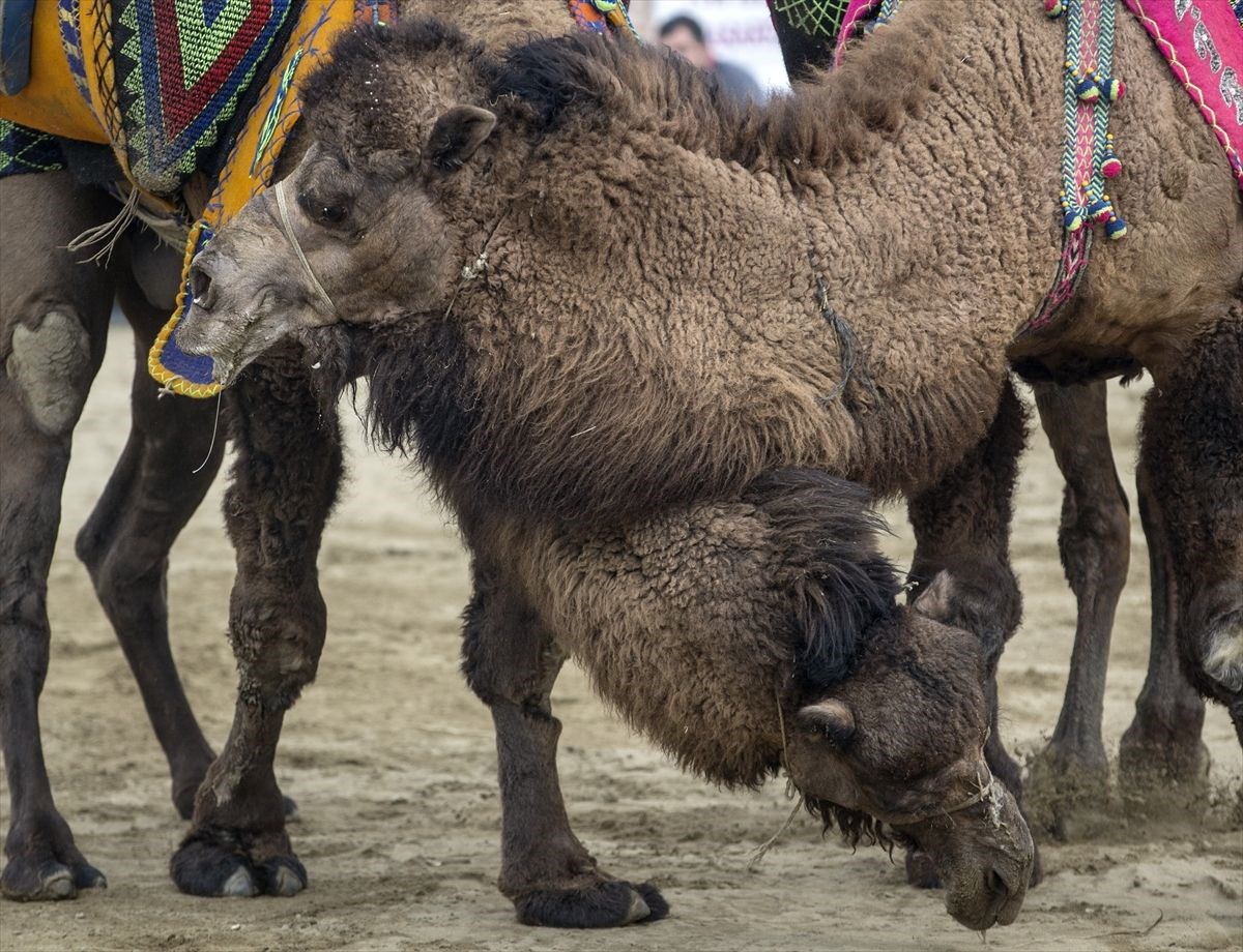 Wrestling Camel Toe