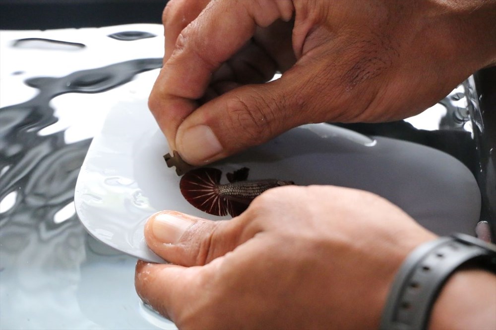 Betta balıkları yarışma için 'kuaförde' güzelleşiyor - 14