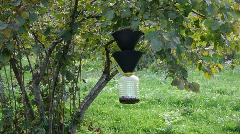 Trabzon'da kahverengi kokarca böceği istilası | Uzmanlar uyardı: Sakın elinizi sürmeyin - 7