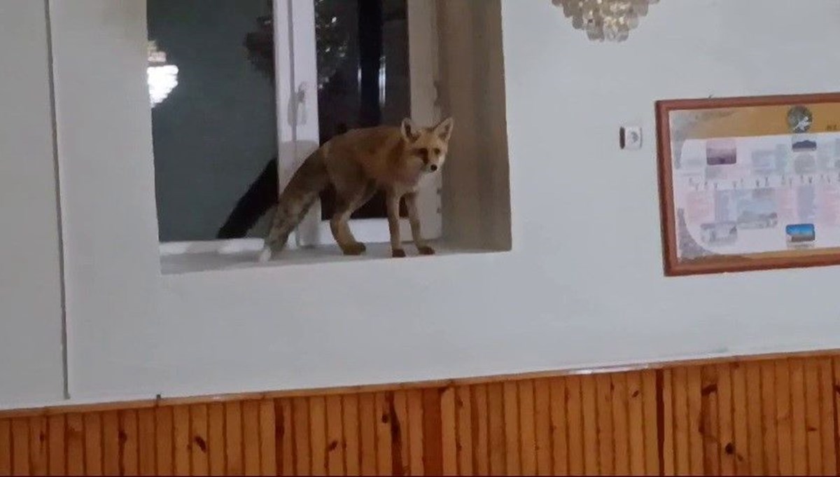 Erzurum'da tilki camiye sığındı Erzurum'da tilki camiye sığındı