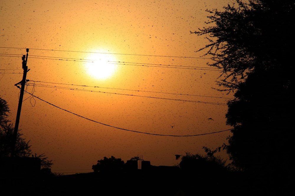 İstilacı çekirgeler ilerlemeye devam ediyor - 6