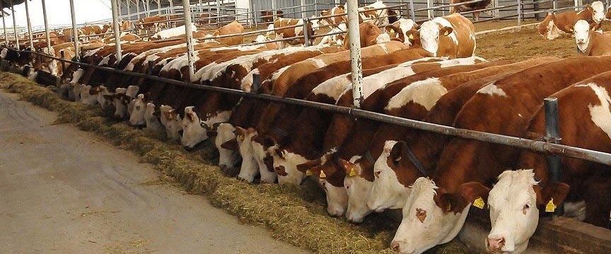 Yerli sığır fiyatı 2017�de yüzde 20 arttı NTV