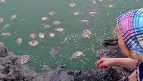 Gölette oksijen azaldı: Balık ölümleri yaşandı