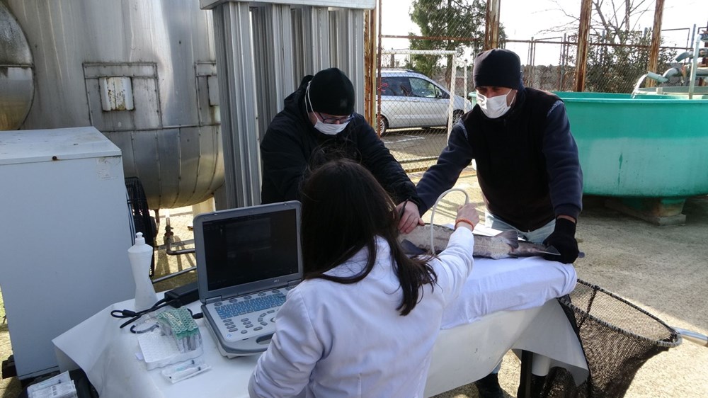 250 milyon yıllık geçmişi olan Mersin Balığı'nın 3 türü tükendi - 4