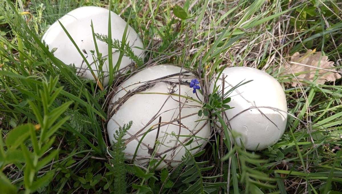 Zehirlenme vakalarında artış: Masum görünse de ölümcül olabiliyor