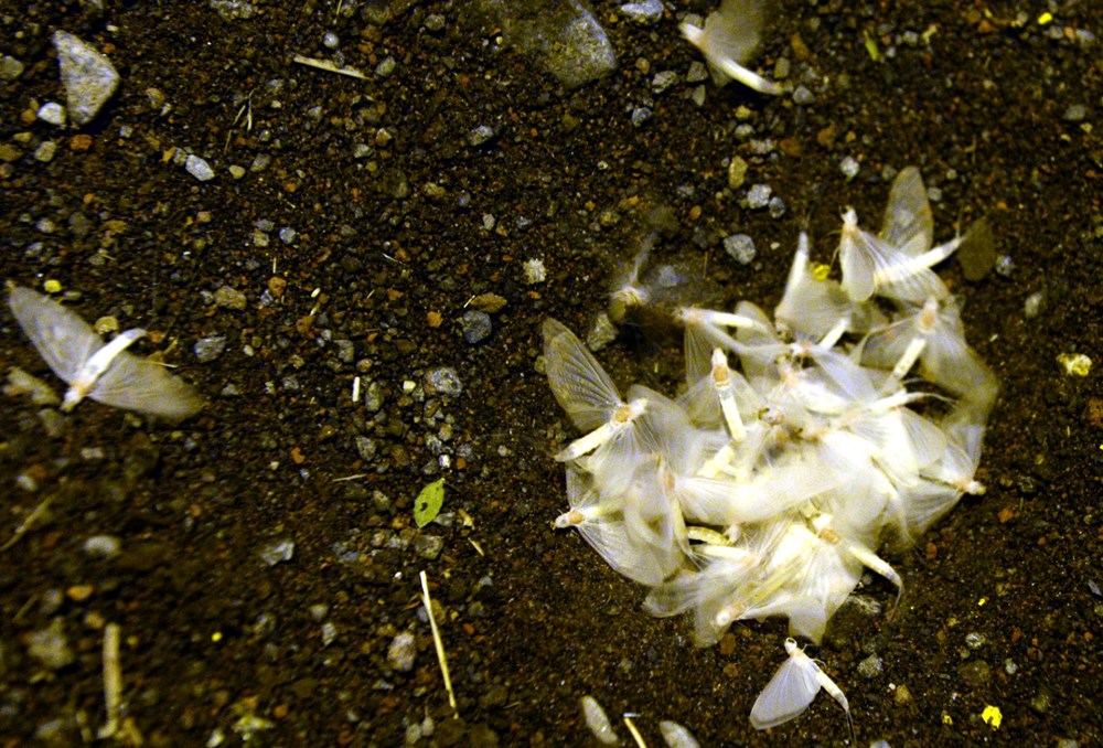 Ardahan'da "bir günlükler"in ölüm uçuşu başladı - 11