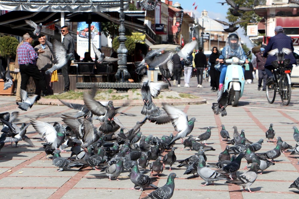 Edirne'de 'katil martı' paniği - 13