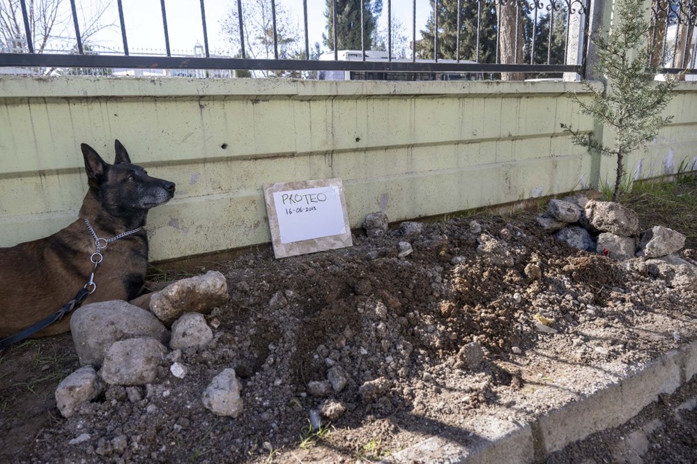 Meksika'nın arama kurtarma köpeği Proteo'ya Adıyaman'da hüzünlü veda: 3 kişinin enkazdan çıkmasını sağladı - 9