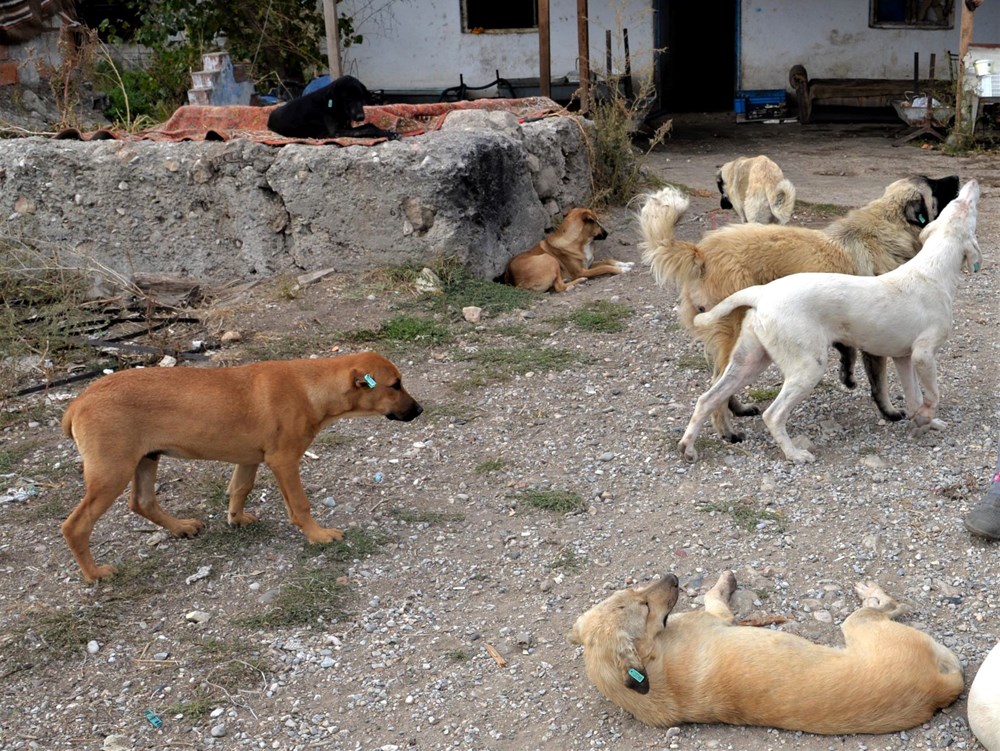 Sokak köpekleri kanun teklifi hazır: Uyutma seçeneği için yeni karar - 7