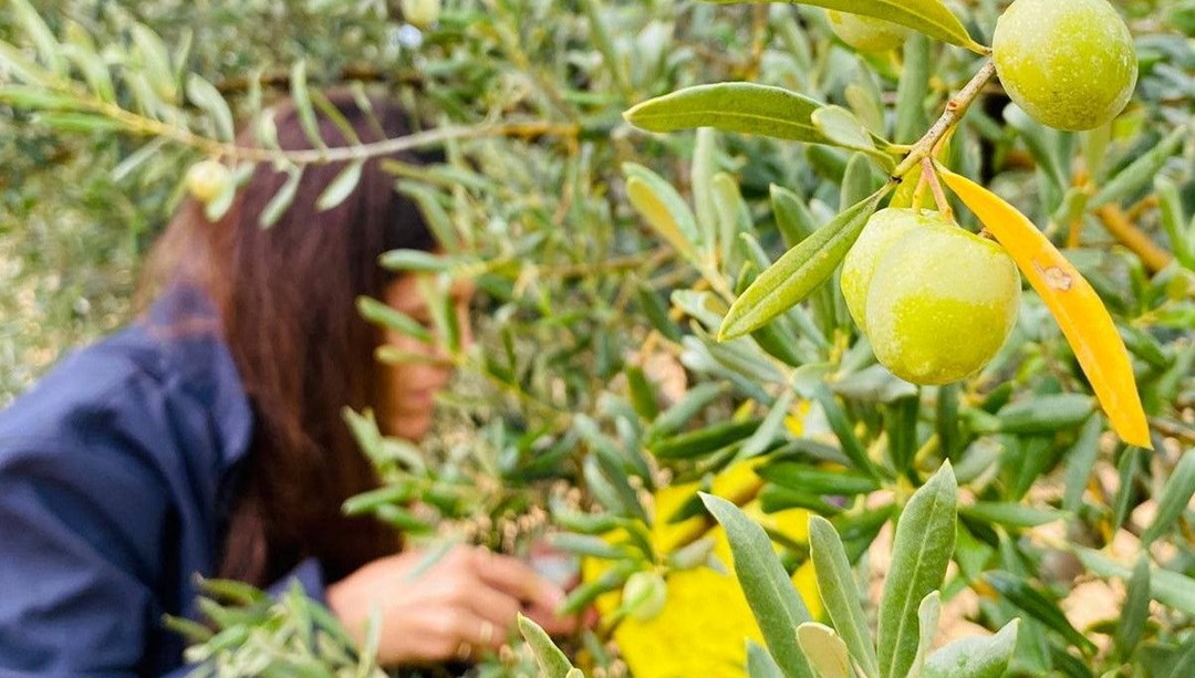 Manisa’da çifte uyarı:" Halkalı Leke" ve "Zeytin Sineği" tehlikesi