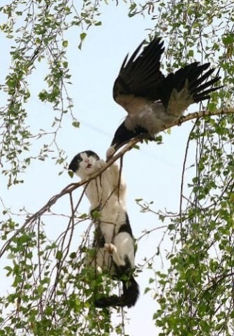 Залезть На Дерево Картинки