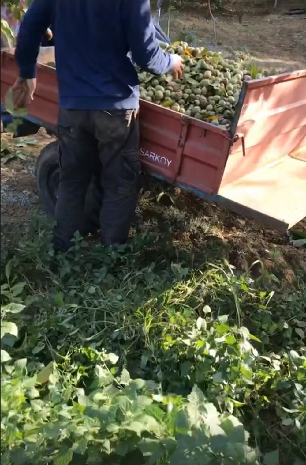 Burak Hakkı'nın çiftlik hayatı - 4