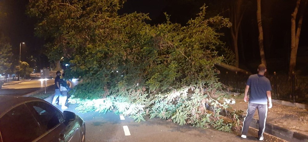 Üsküdar'da ağaç yola devrildi - 5