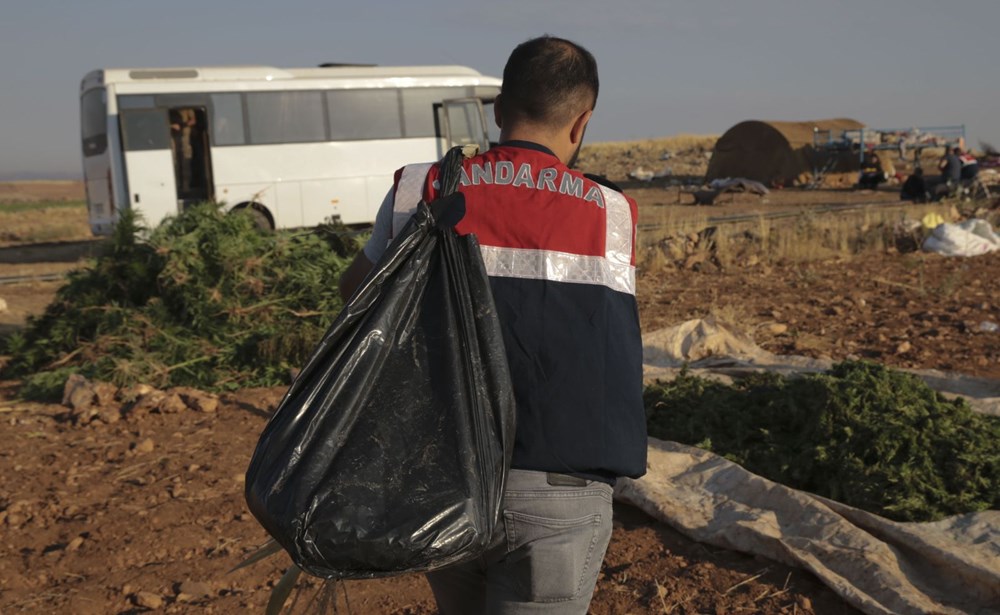 Mısır tarlasından 190 bin kök Hint keneviri ve 415 kilo esrar çıktı - 11
