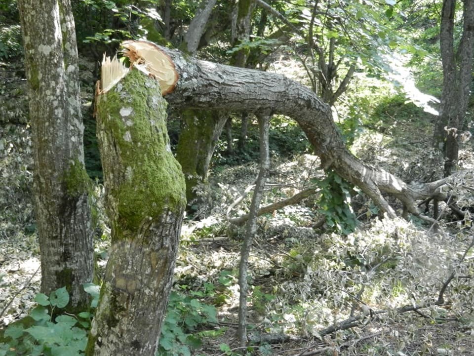 Tekirdağ'da ıhlamur ağacı katliamı: Meyvesini toplamak için kestiler - 1
