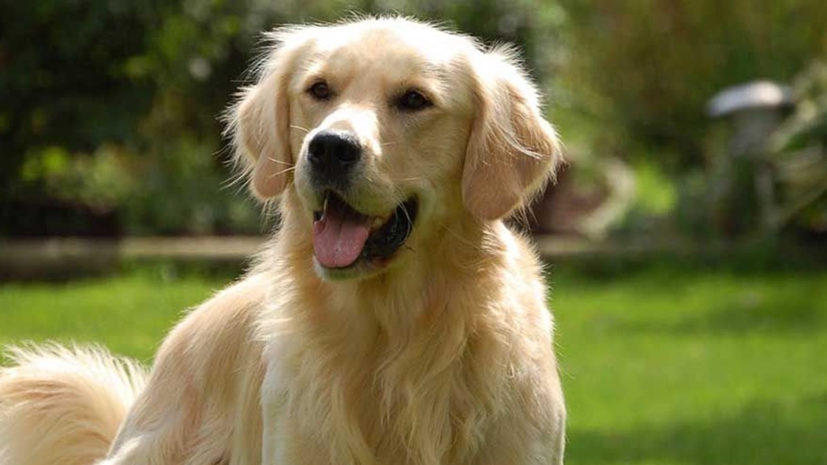 Golden Retriever 11 Yavru Dogurdu Son Dakika Turkiye Haberleri Ntv Haber Golden Retriever 11 Yavru Dogurdu Son Dakika Turkiye Haberleri Ntv Haber