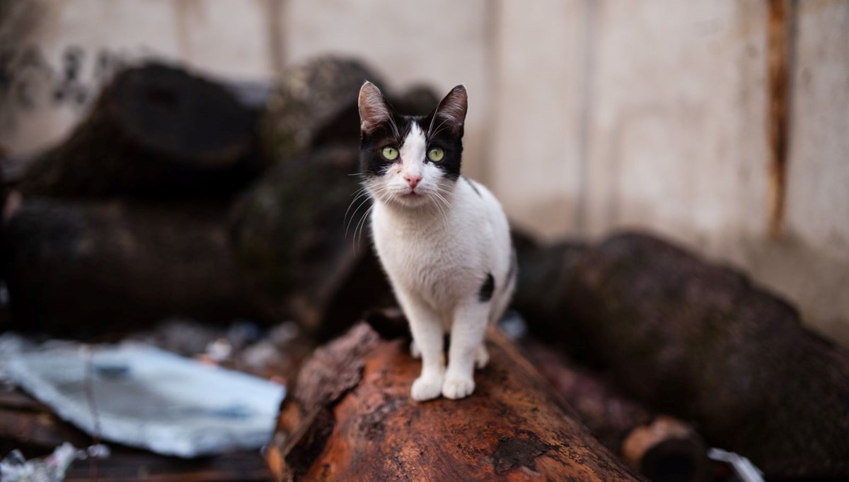 Kedi fotoğrafı ile dolandırıcılık