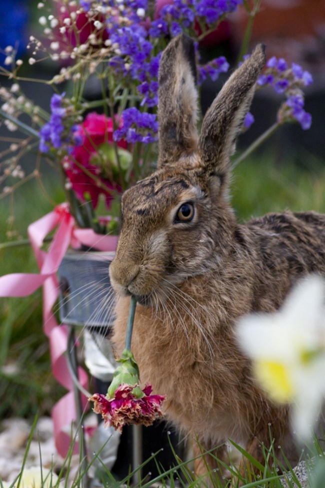 Живой крас. Природа и животные. Красивый заяц. Красивый зайчик. Заяц с цветами.