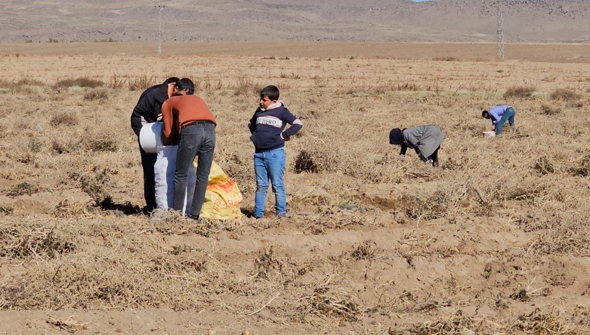 Patatesi halka bedava dağıttı