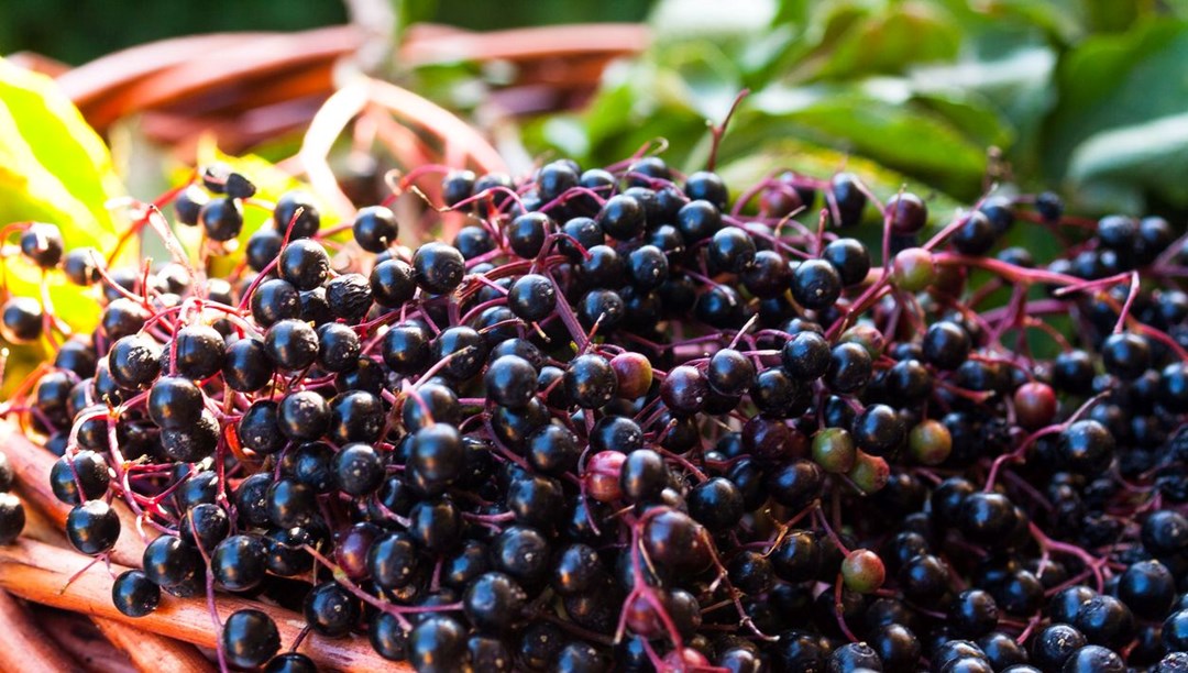 Orta Çağ Avrupa'sında uzun yaşamın sırrı olarak biliniyordu: Mürver gerçekten sağlıklı mı?