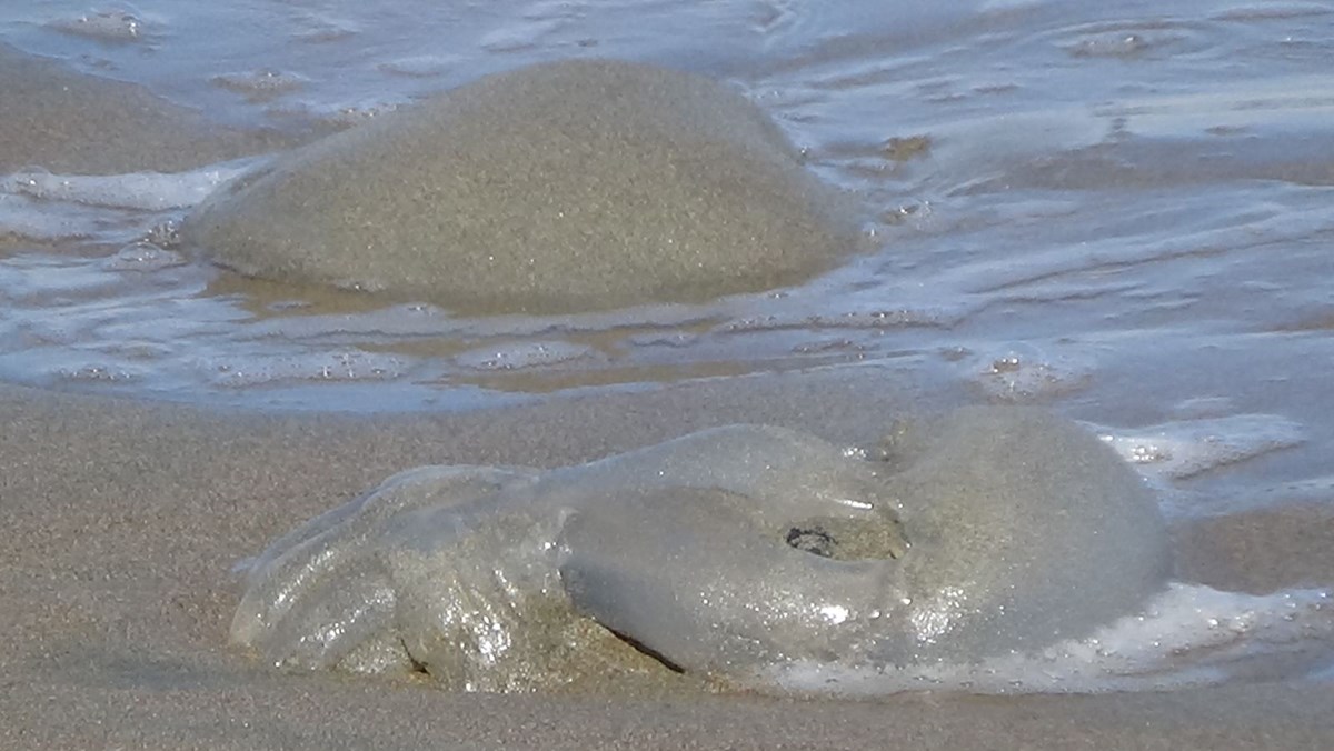 Mersin sahillerinde korkutan görüntü: Ölü denizanaları kıyaya vurdu
