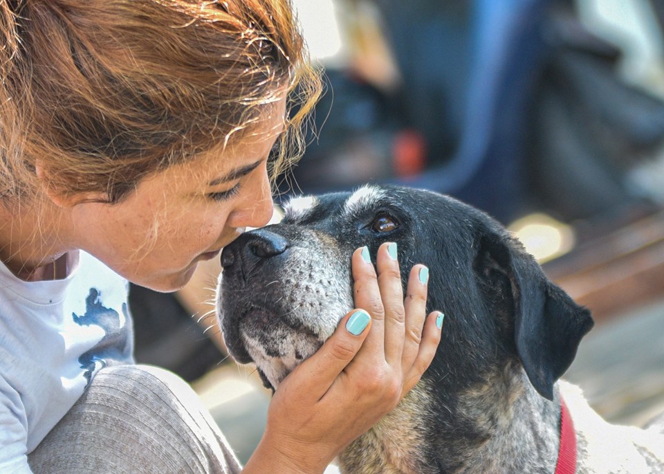Discussion sur « Les chiens de rue marqués à Havrita seront tués » : Procédure de clôture de Havrita - 3 mai