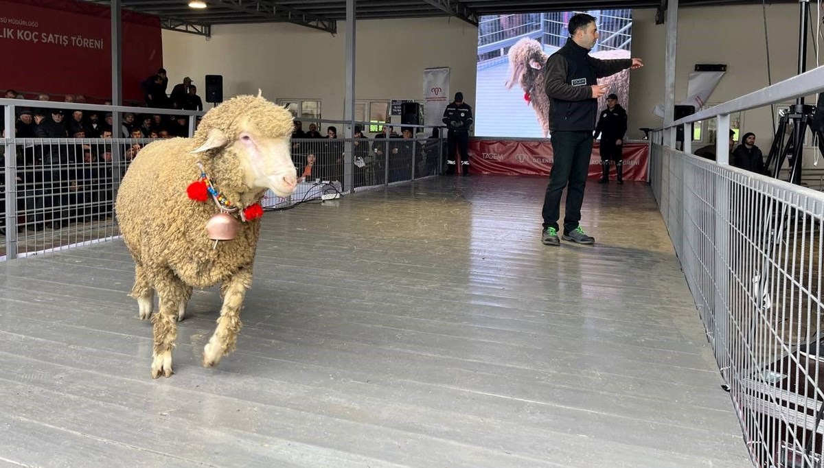 Merinos koçu 150 bin liradan satıldı Merinos koçu 150 bin liradan satıldı