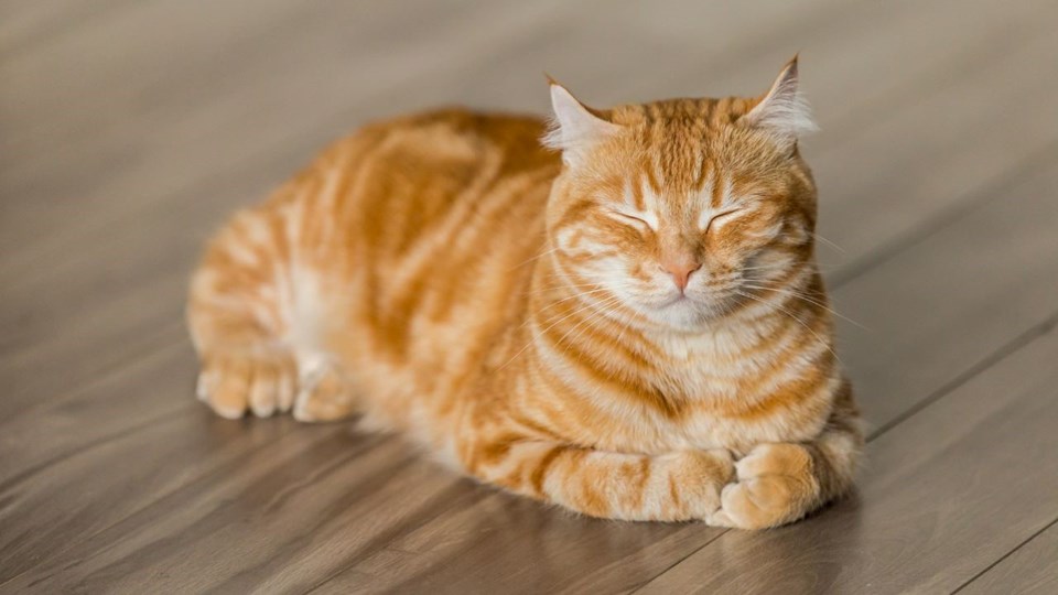 The mystery of the yellow cats has been solved - 1