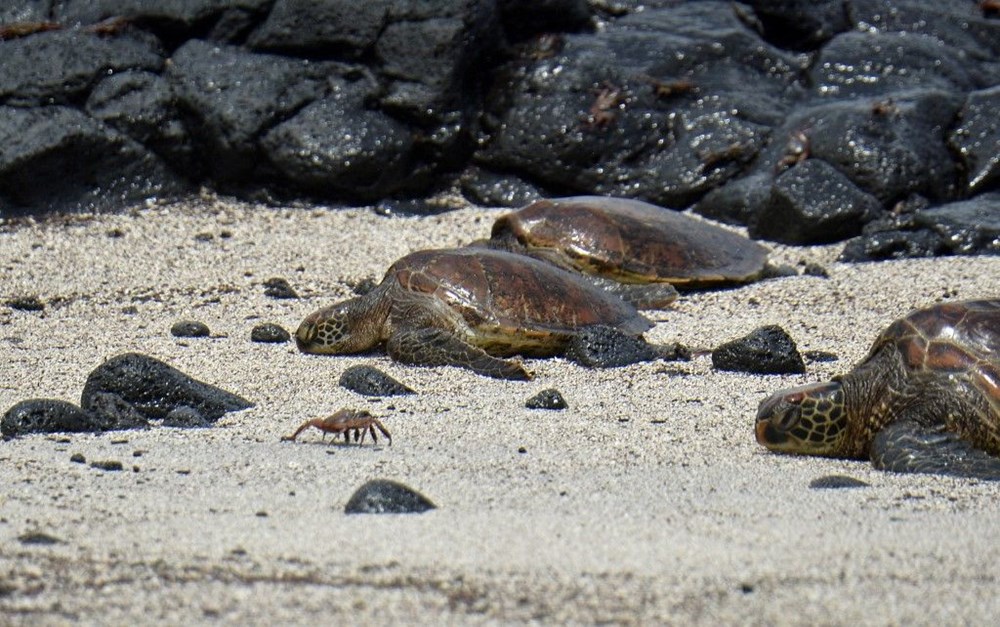 100 yıl önce soyu tükendiği düşünülen dev kaplumbağa Galapagos Adaları’nda bulundu - 6