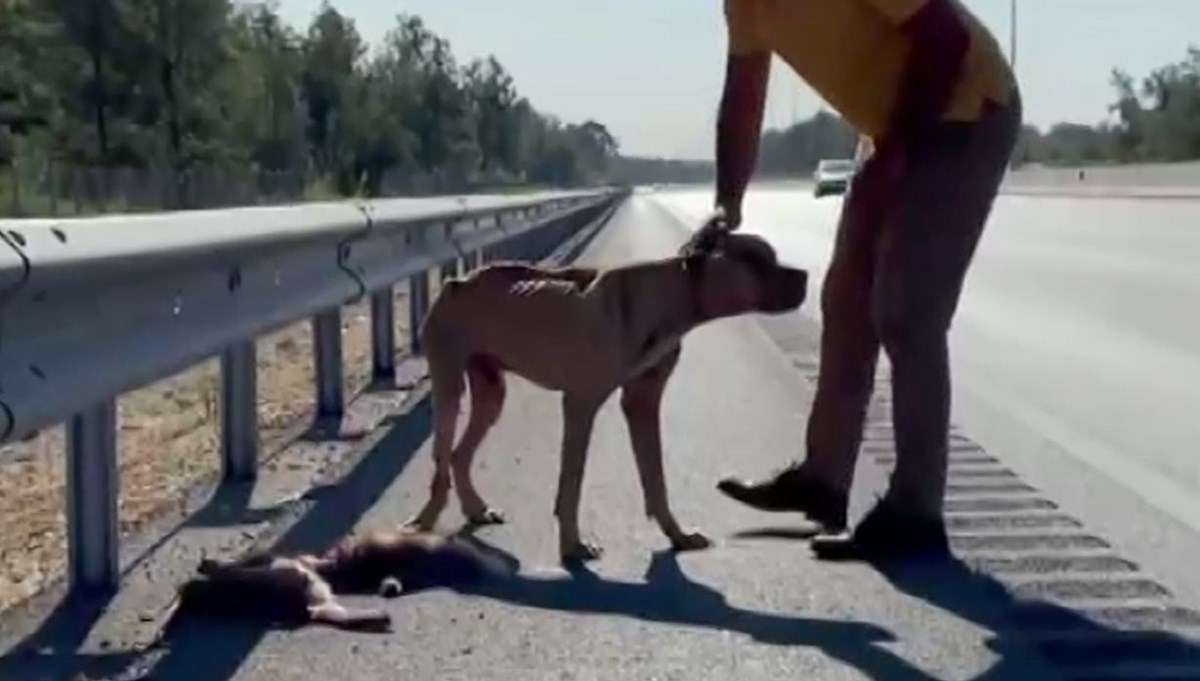 'Jay Jay' adlı köpek ölen arkadaşının başından ayrılmadı
