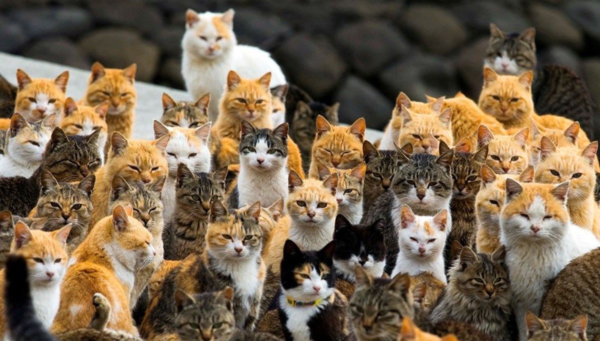 Japonya�daki kedi adası Aoshima