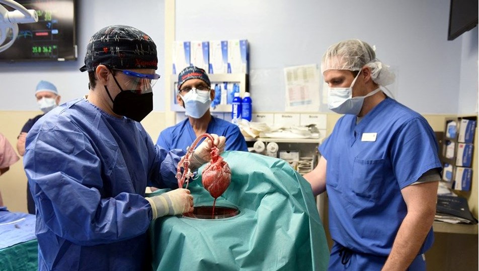 Domuzdan insana ilk kalp naklinin yapıldığı kişi, 2 ay sonra yaşamını yitirdi