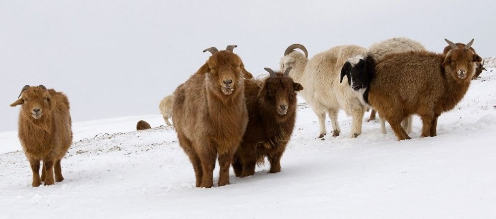 Moğolistan'da son 50 yılın en sert kışı: 5 milyon hayvan öldü - 7