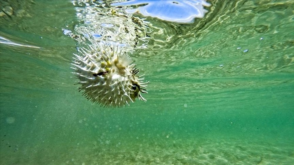 Kızıldeniz’den
geldi, Ege’ye yerleşti; yeni rotası Marmara | “Tükettikten yarım saat sonra
ölüme sebep olabilir” - 6