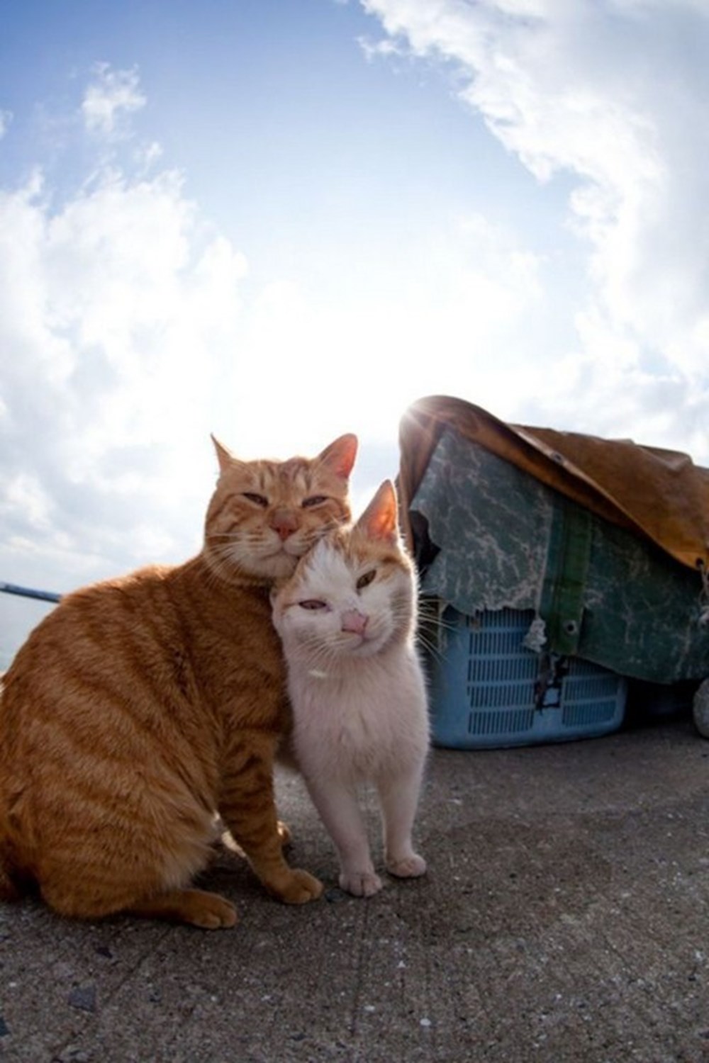 Дом счастливых кошек. Кошачий остров Тасиро. Остров Фраджост кошачий остров. Остров Тасиро остров кошек. Кошачий остров в Японии.
