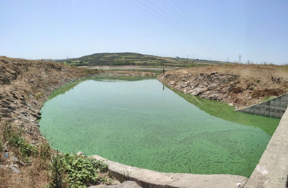 Sazlıbosna Gölü yeşil tabaka ile kaplandı - 3