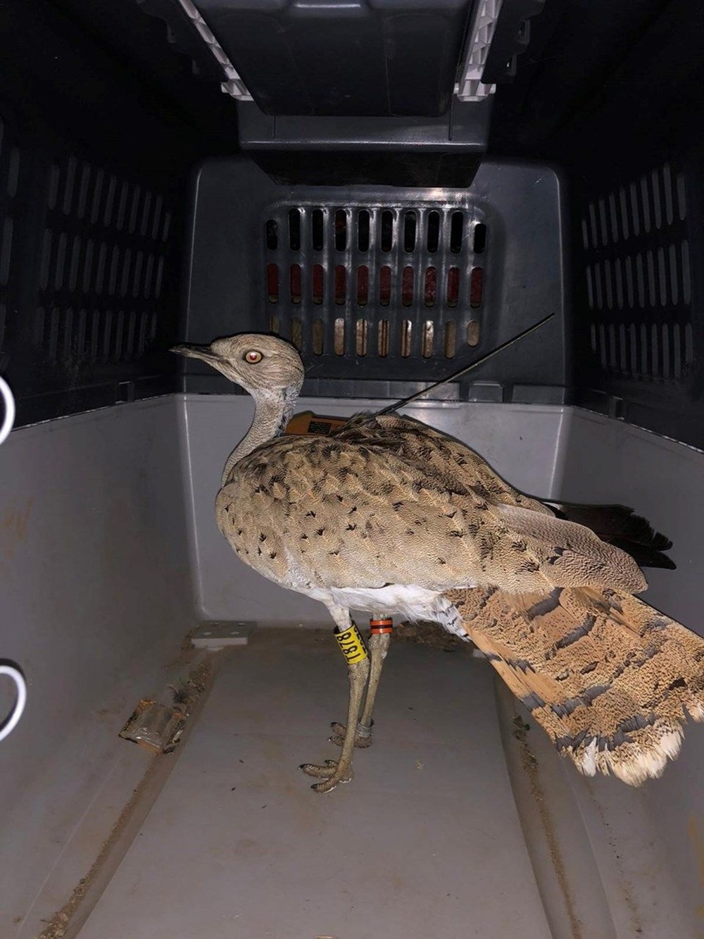 7 yıl sonra Trabzon'da görülen yakalı toy kuşunu avcılar vurdu - 6