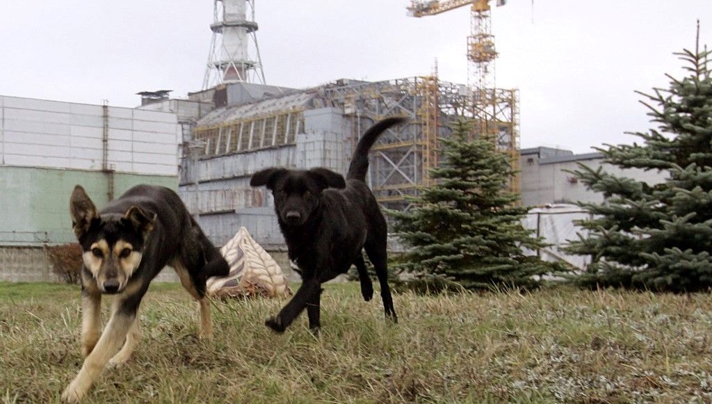 Çernobil'deki köpekler mutasyona uğradı: Süper güce kavuştular!